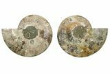 Cut & Polished, Agatized Ammonite Fossil - Madagascar #233781-1